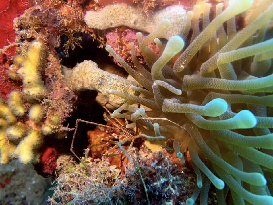 Anemone arraignee bleu passion guadeloupe reserve cousteau