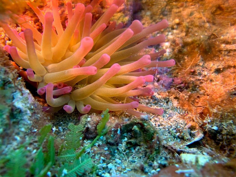 Anemone reserve cousteau bleu passion guadeloupe