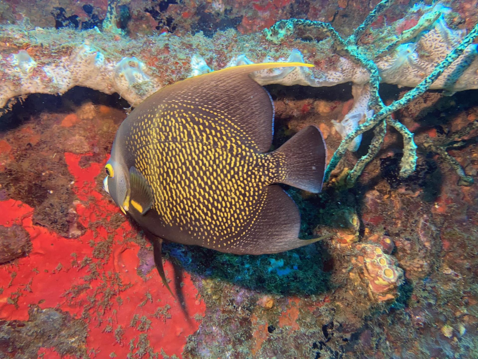 Ange reserve cousteau bleu passion guadeloupe