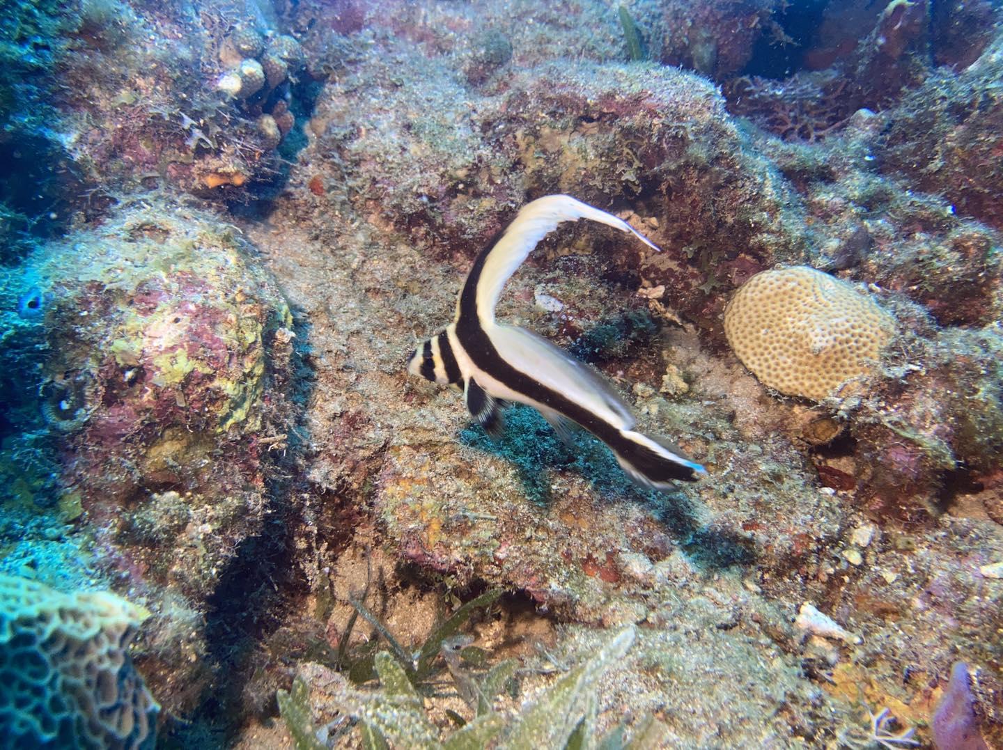 Chevalier bleu passion guadeloupe reserve cousteau