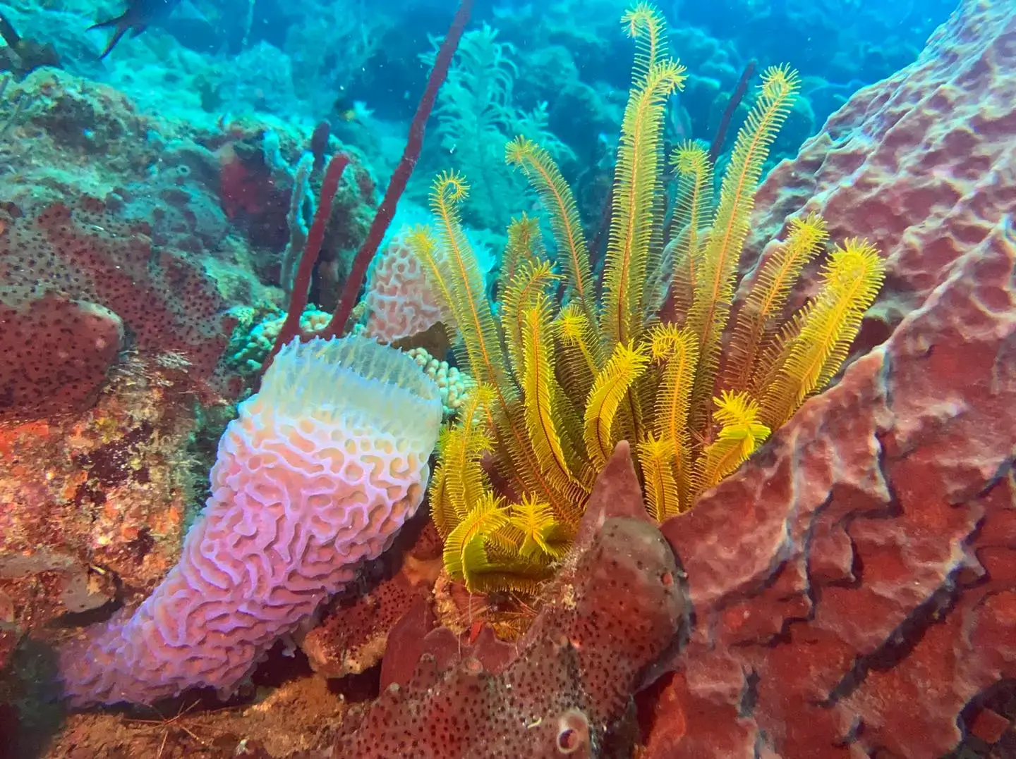 corail-mou-vase-rose