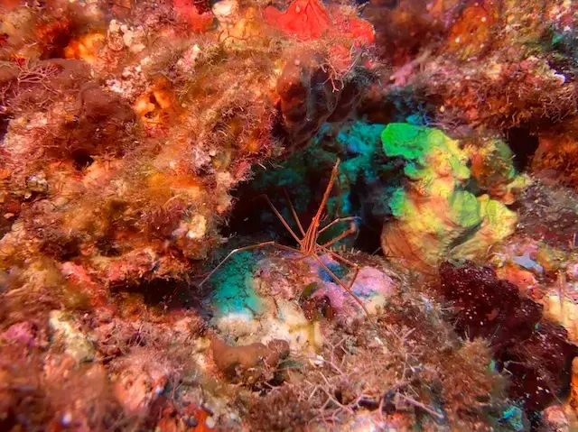 crabe-fleche-plongee-site