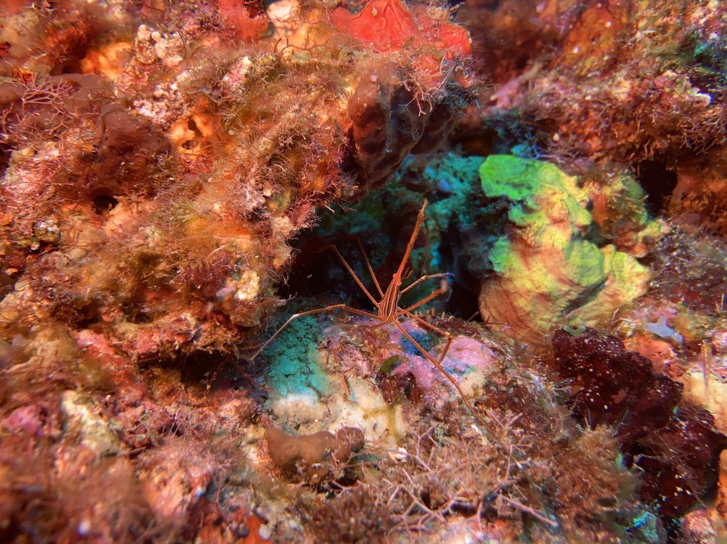 Crabe fleche reserve cousteau bleu passion guadeloupe