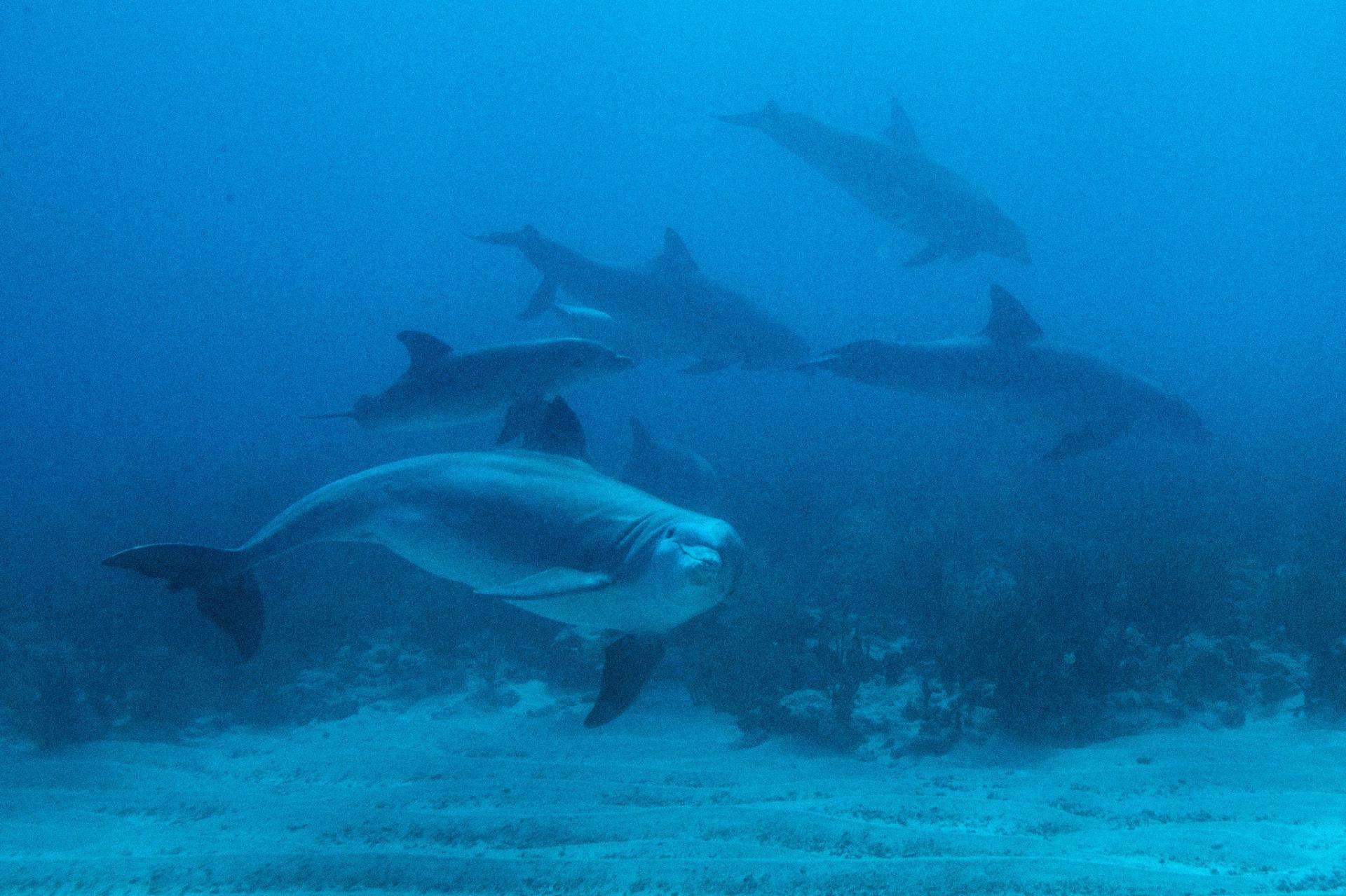 Dauphins bleu passion guadeloupe reserve cousteau