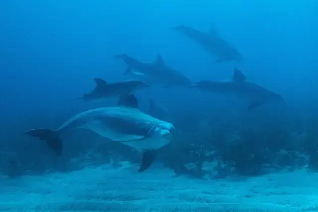 dauphins-guadeloupe-reserve