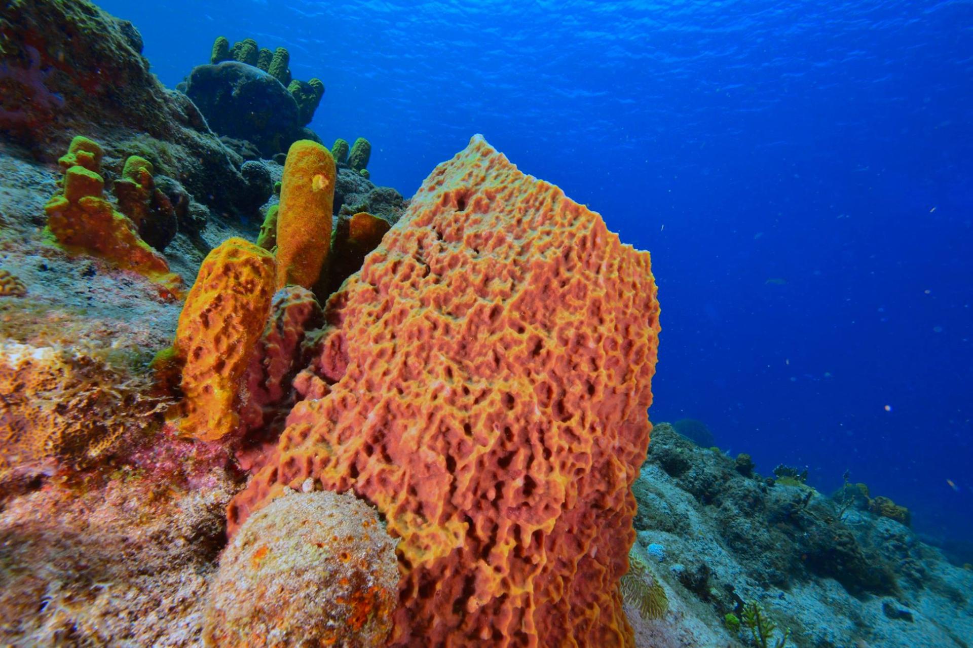 Eponge bleu passion guadeloupe reserve cousteau