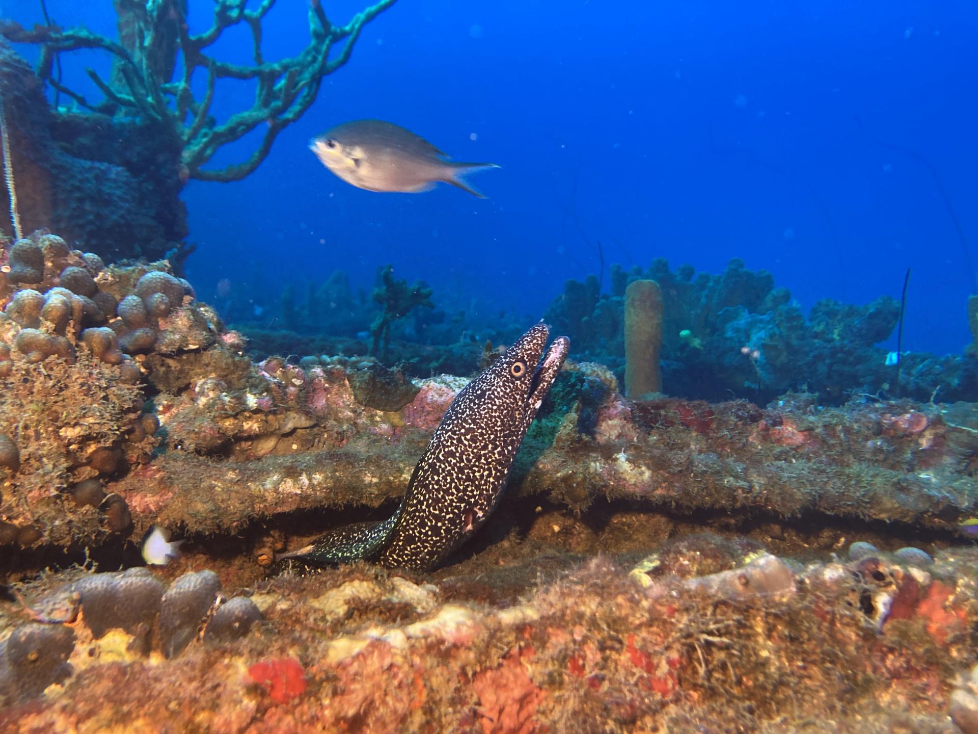 murene bleu passion guadeloupe reserve cousteau