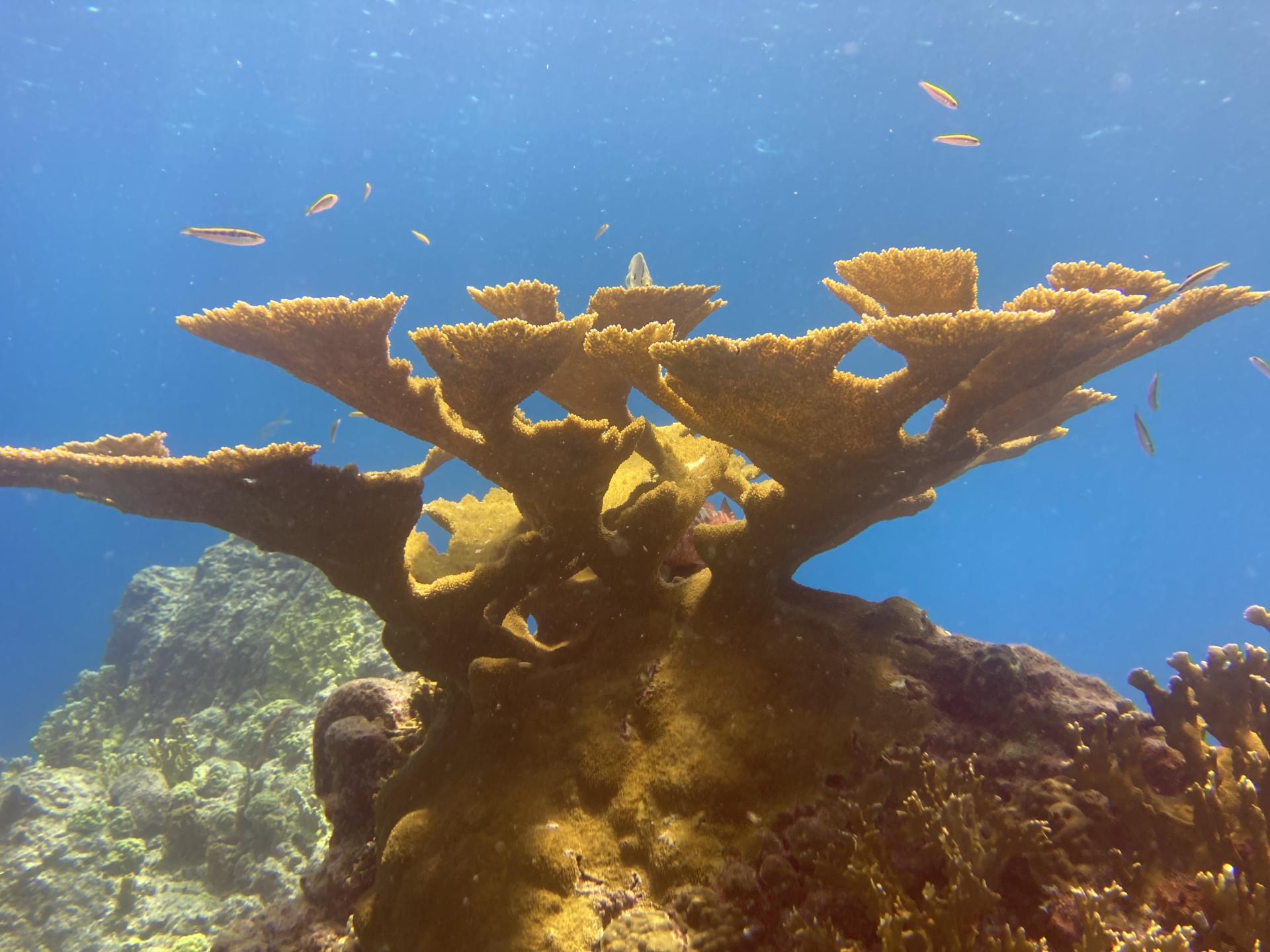 corail corne elan bleu passion guadeloupe reserve cousteau
