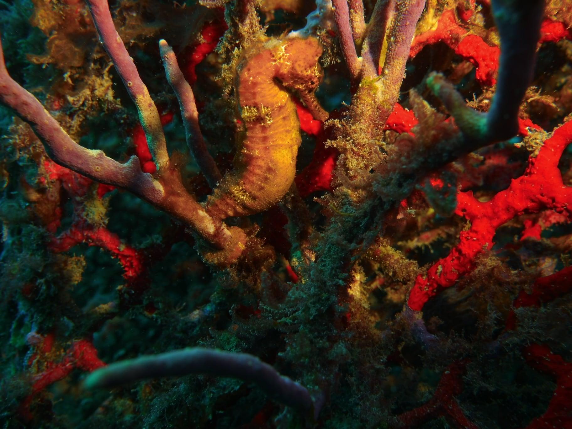 Hippocampe reserve cousteau bleu passion guadeloupe