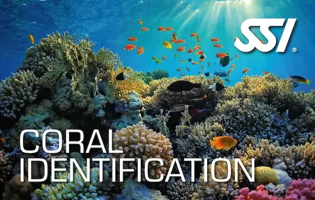 Identification-corail-ssi