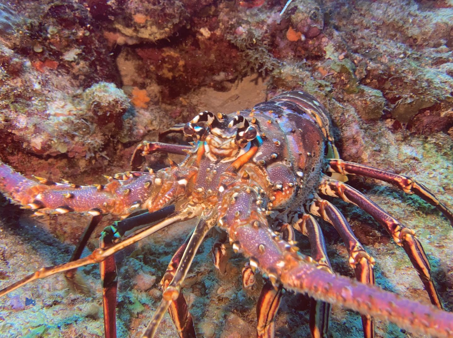 Langouste reserve cousteau bleu passion guadeloupe