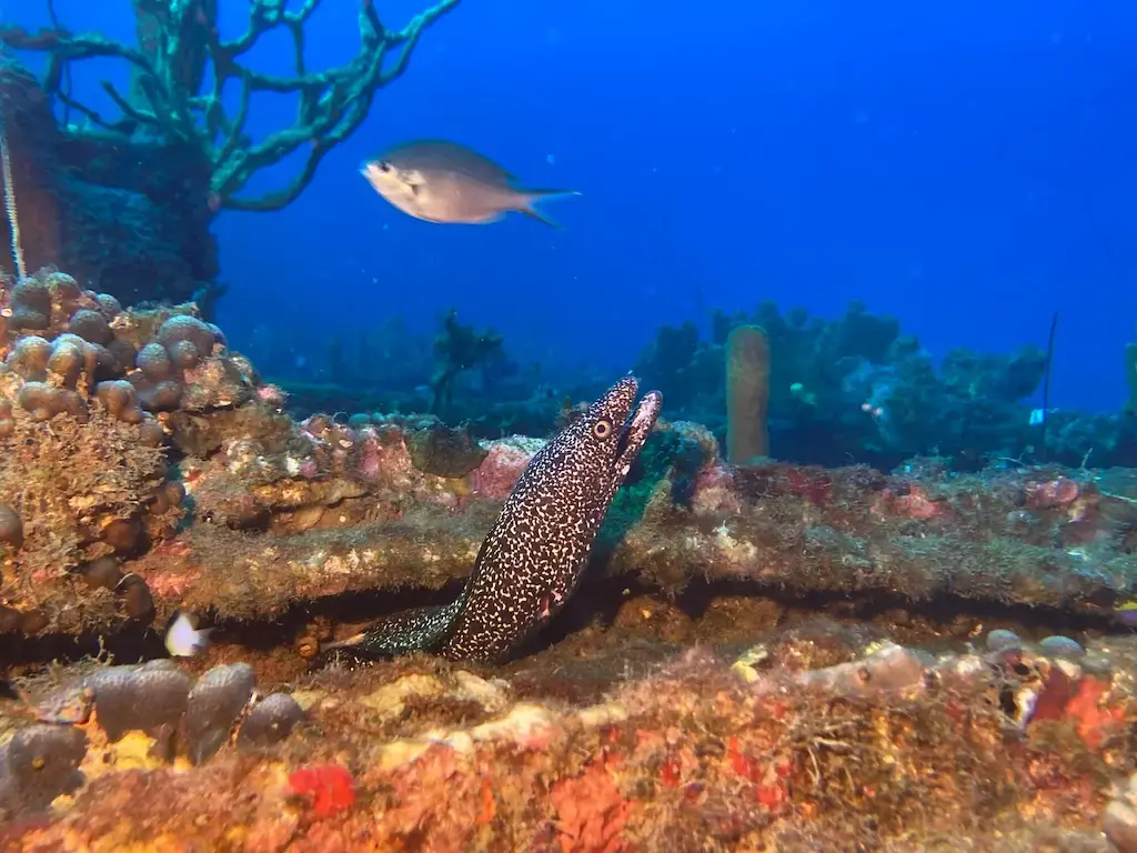 murene-des-antillles