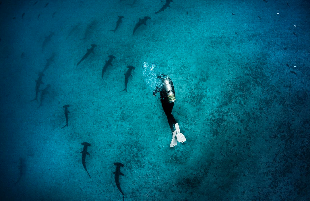 plongeur profond requin nitrox bleu passion guadeloupe reserve lfpjva