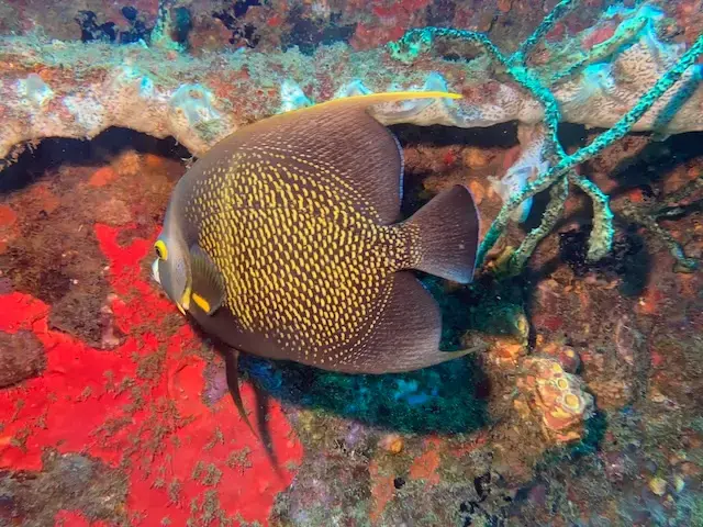 poisson-ange-francais-guadeloupe