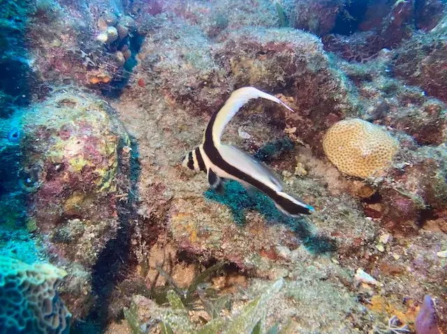 poisson-chevalier-juvenile