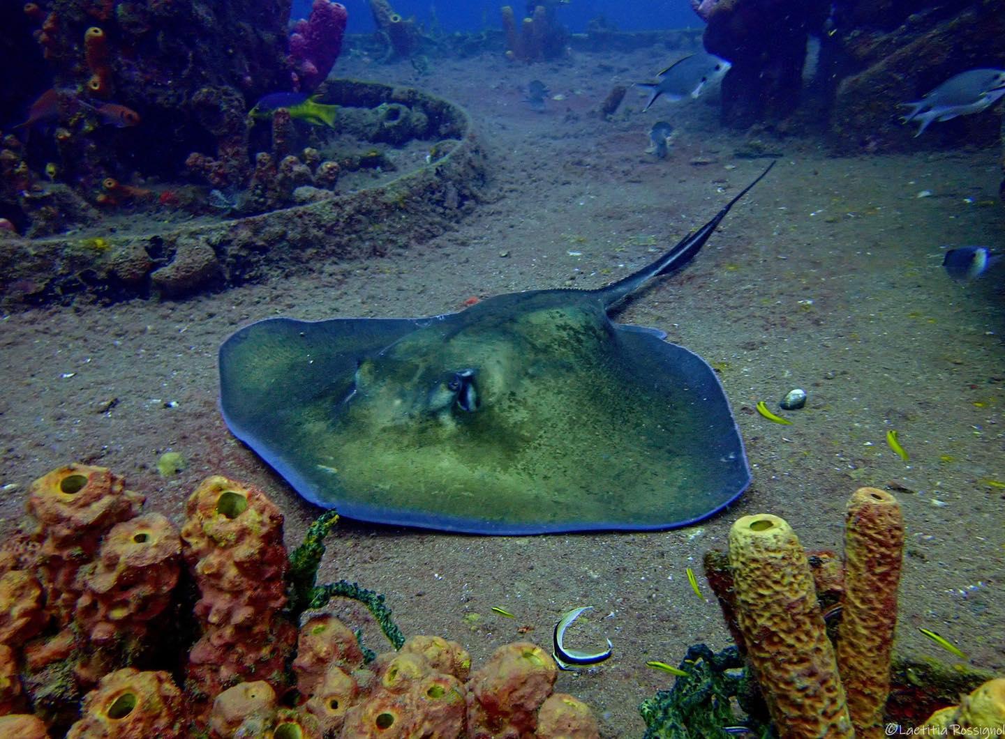 raie reserve cousteau bleu passio guadeloupe