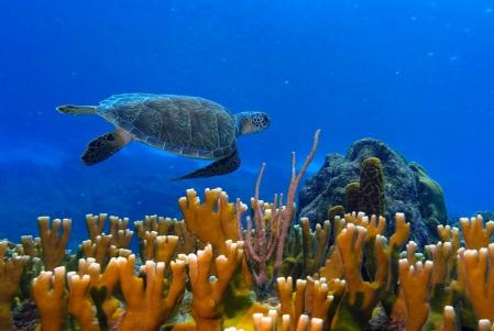 tortue nageant au dessus des coraux dans la réserve cousteau à Bouillante