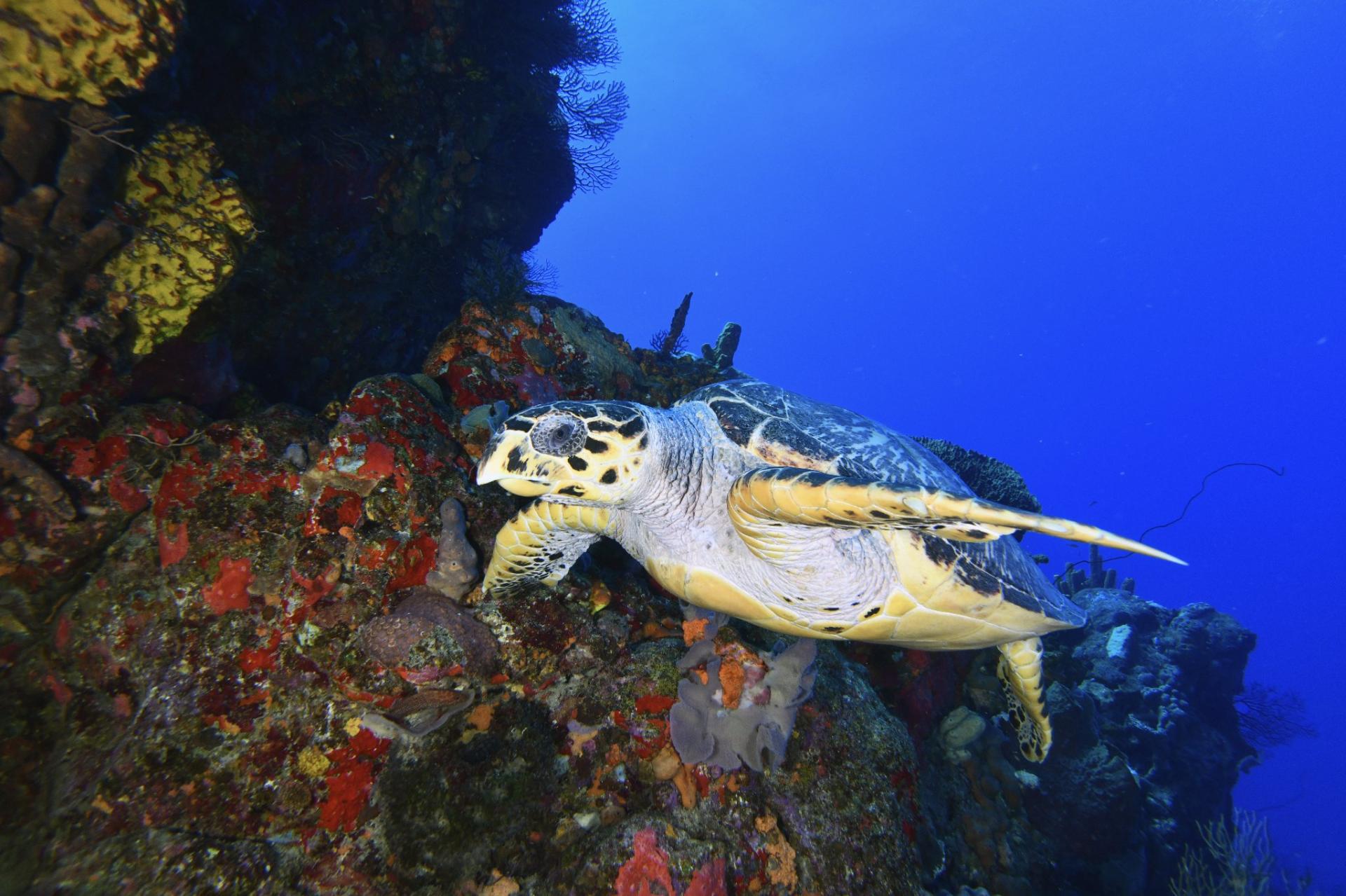 Tortue reserve cousteau bleu passion guadeloupe